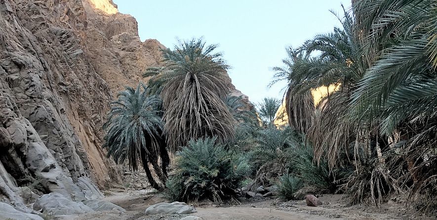 elim trees